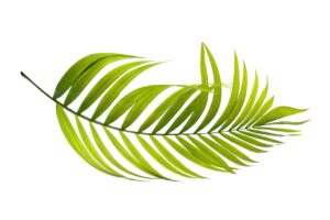 Palm Sunday! What is it?