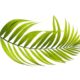 Palm Sunday! What is it?