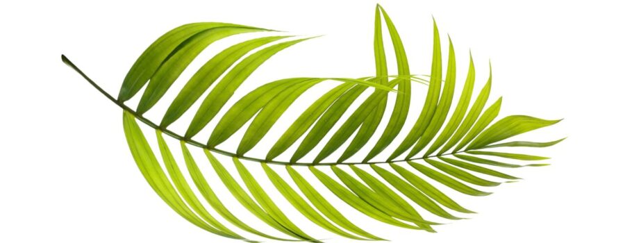 Palm Sunday! What is it?
